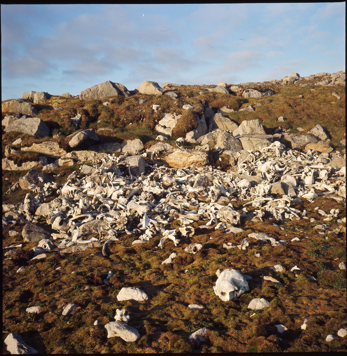 Slakteplass på Bjørnøya. 