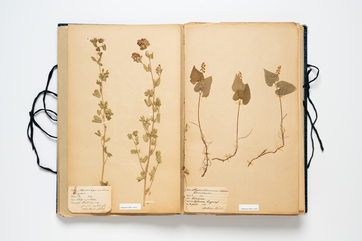 Herbarium med insamlade växter innehållande 65 växtark av papper. Varje blad har en etikett för uppgifter om växtens namn, klass, ordning, familj, växtställe, datum, ort och namn på den som plockat växten. Herbariemappen består av en framsida och en baksida av blåmarmorerad hårdpapp. Mappen är försedd med två par svarta knytband av bomull. På framsidan en etikett med text: "Herbarium". 

Regionherbariet i Oskarshamn har sekundärt fäst en etikett på mappens framsida, liksom en ny etikett på varje växtark.