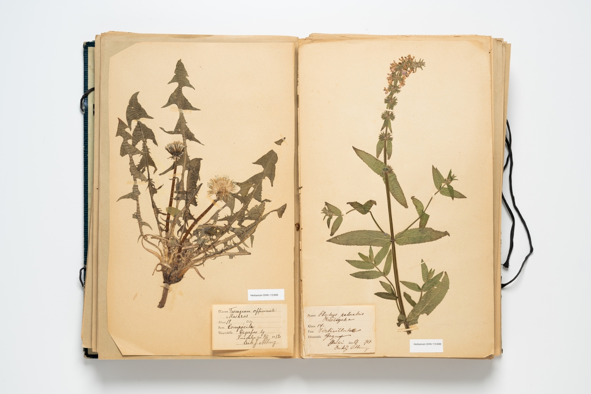 Herbarium med insamlade växter innehållande 105 växtark av papper. Varje blad har en etikett för uppgifter om växtens namn, klass, ordning, familj, växtställe, datum, ort och namn på den som plockat växten. Herbariemappen består av en framsida och en baksida av blå-grön hårdpapp. Mappen är försedd med två par svarta knytband av bomull. På framsidans insida är handskrivet: "Ingeborg Johansson Hvetlanda".

Regionherbariet i Oskarshamn har sekundärt fäst en etikett på mappens framsida på en äldre etikett, liksom en ny etikett på varje växtark.