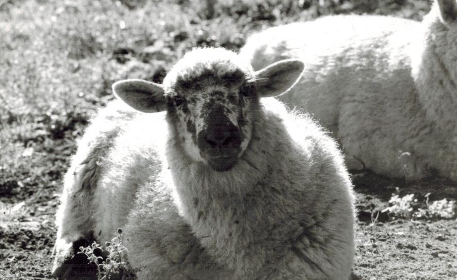 Två får ligger på åkern vid Labacka Lund (idag: Labacka 1:19), cirka 1965.