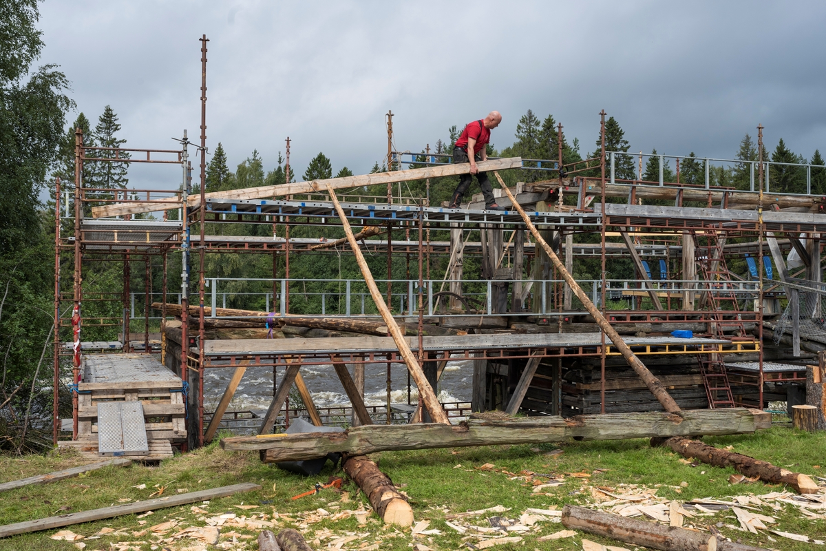 Tømrer Knut-Arild Nordli fotografert under restaureringsarbeid på oppgangssaga, en av bygningene i friluftsmuseet på Norsk skogmuseum i Elverum, Hedmark, Innlandet. Glomma i bakgrunnen. Saga sto opprinnelig ved Andrå i Rendalen. Andråsaga er en toetasjes konstruksjon, dels utført i laftetømmer, dels i stolpeverk. I 2022 skiftet Nordli ut råtne elementer i underbygningen og foretok oppretting og avstiving av denne belen av bygningen. I 2023 fortsatte arbeidet med den øvre delen av bygningen, som ble demontert med bistand fra lastebilkran. Deretter bygde Nordli opp igjen bygningen, med nytt tømmer der det gamle var så råteskadd at det gikk ut over stabiliteten til bygningen. Noe av råteproblematikken kunne tilskrives et tretak som ikke hadde vært tett på mange år. I samråd med erfarne antikvariske håndverkere, med forståelse for museets knappe økonomiske ressurser, ble det lagt bølgeblikk etter at røstene og takåsene var på plass igjen. Nordli fornyet også golvet i saghuset. Det som lå der da restaureringa startet var åpenbart ikke originalt, og heller ikke helt trygt å gå på. Bildet er tatt under De nordiske jakt- og fiskedagene i første halvdel av august 2023, da publikum hadde anledning til å se hvordan restaureringsarbeidet ble utført. Her arbeidet Nordli med å tilpasse en ny raftstokk. Den gamle hadde råtnet på grunn av fukt fra det utette bordtaket. Røstene og taket var ennå ikke kommet på plass igjen.