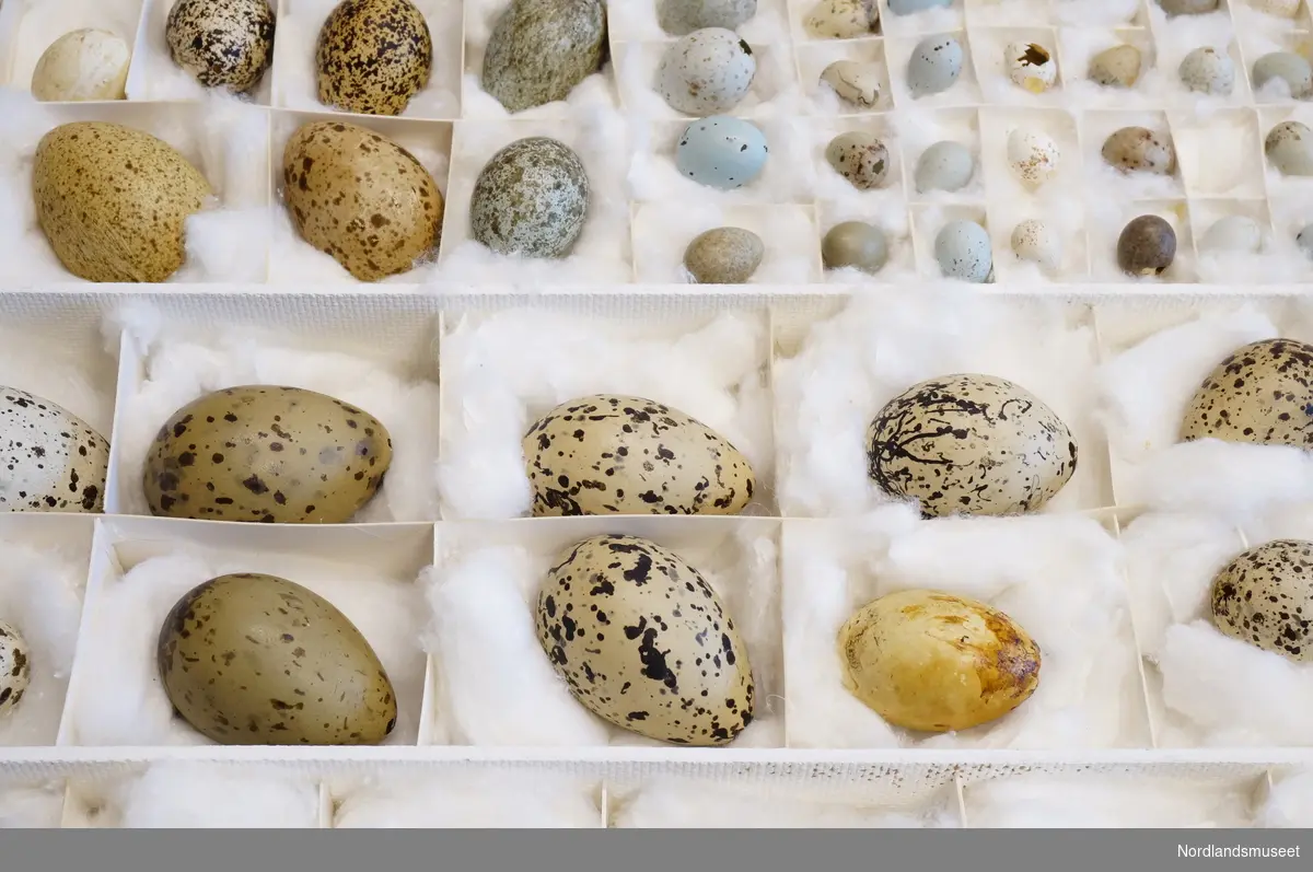 Treesker med rom til egg, 78 eggeskall og en bok "The observer's book of bird's eggs". Lokket på esken har opptegnet skisse esken med oversikt over fugleartene.
Kartongeske med 21 eggeskall.