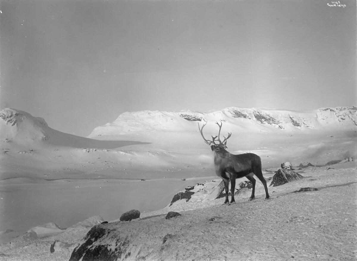 En reinsdyrbukk står i snø med Finsenuten i bakgrunnen.