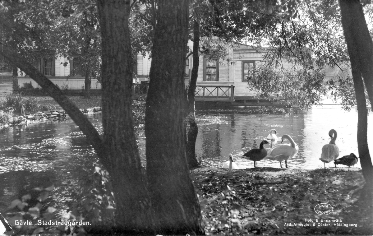 Gävle. Stadsträdgården. Svandammen. Gavleån. Kallbadhuset Najaden.