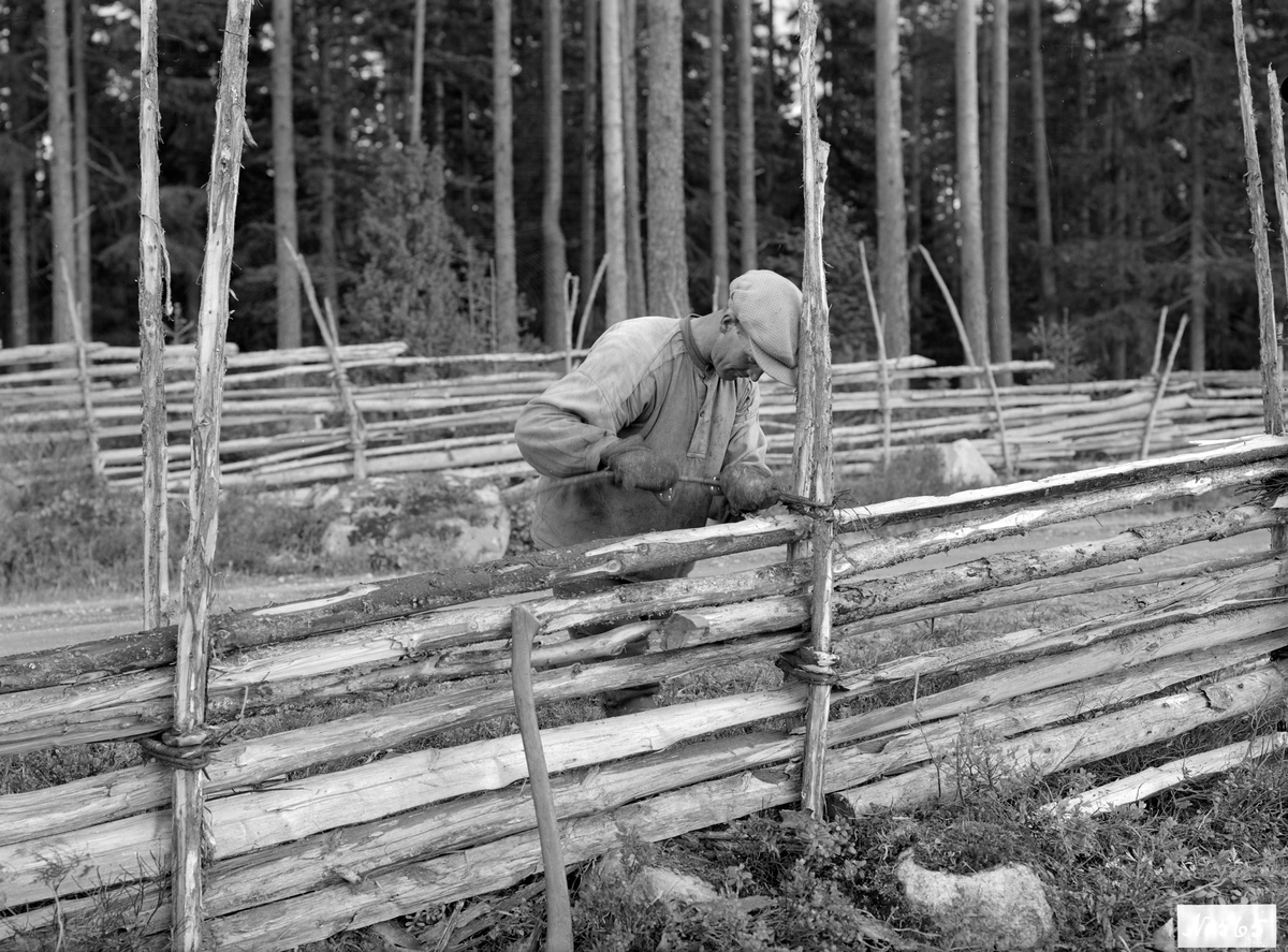 Helge Bengtsson i kast med vrida en vidja, så kallad hank, runt ett störpar i en hankgärdesgård. Rimligtvis är bilden tagen på ägorna till det hemman han vid tiden arrenderar i Svinhults by.