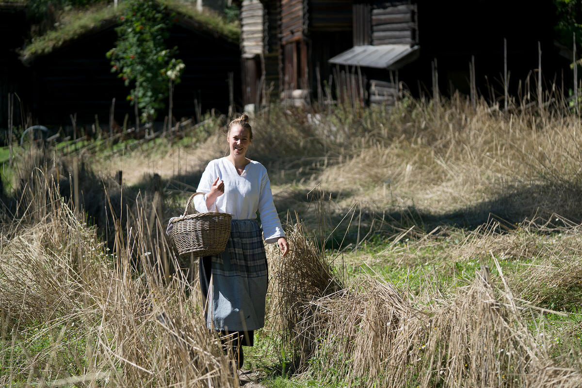 En tunvert går med kurv i hånda i kornåkeren