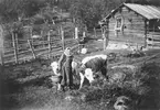 Stens Emma Juliana Eriksson (1895-1990) som nioårig flicka med två kalvar på Ärtåsens fäbodar, Ore socken i Dalarna, 1904. Som vuxen flyttade Emma till USA och drev restaurang under 10 år, men återvände senare för att rädda sin fars lantbruk från konkurs. Hon blev  en aktiv fäbodbrukare, som hade kreatur tills hon blev 90 år.