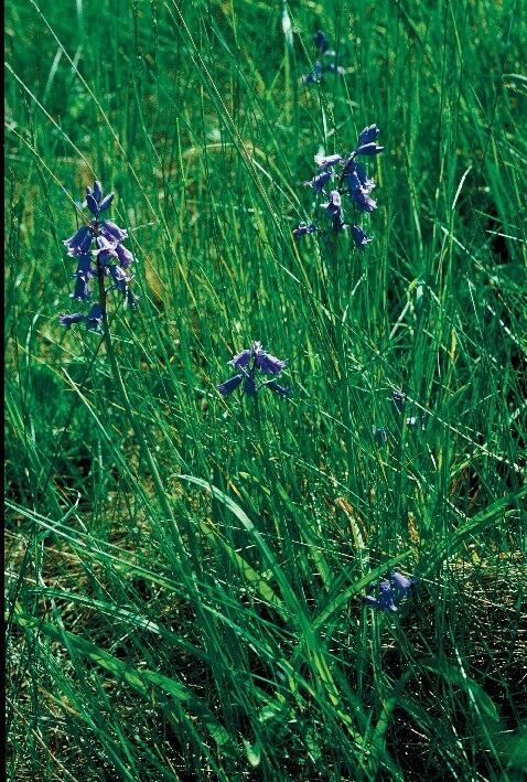 Spansk klockhyacint på Tegelön. Foto 2004.