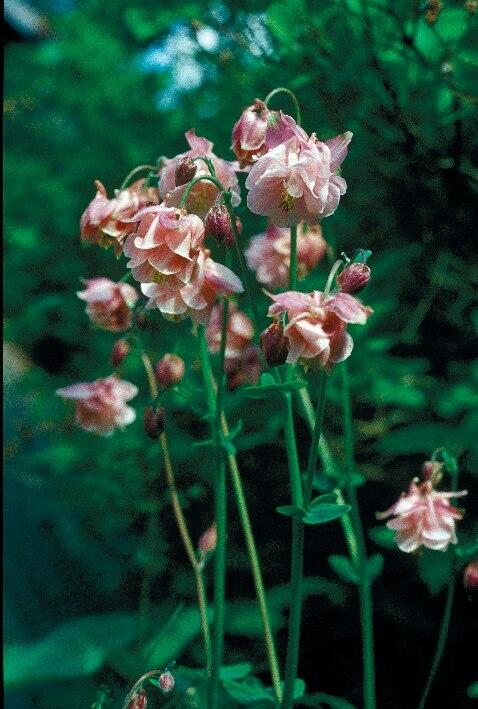 Rosa akleja på Tegelön. Foto 2004.