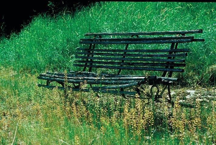 Övergiven parkbänk - på Tegelön - bakom backskärvsfrö med rödbruna frökapslar. Foto 2004.
