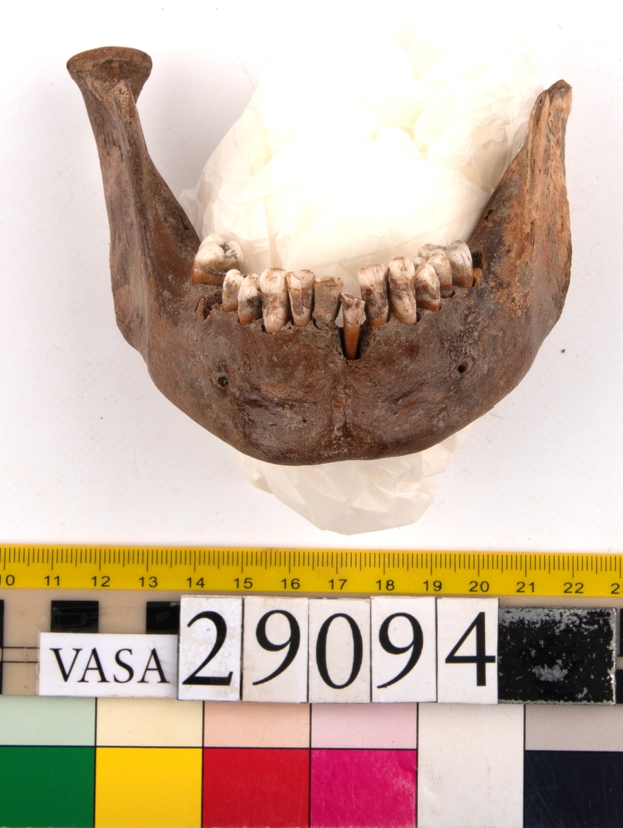 Underkäke med 14 tänder. I gott skick.
Mandibula.