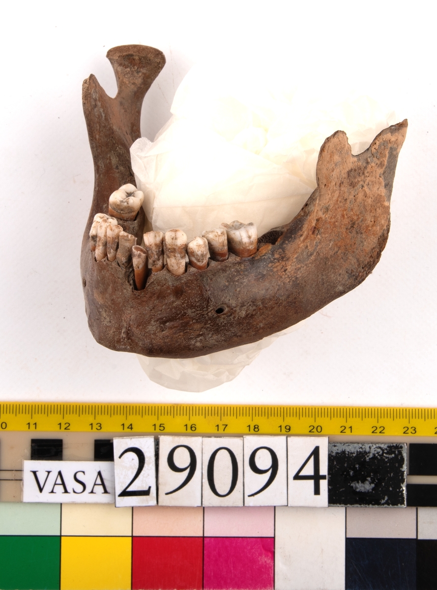 Underkäke med 14 tänder. I gott skick.
Mandibula.