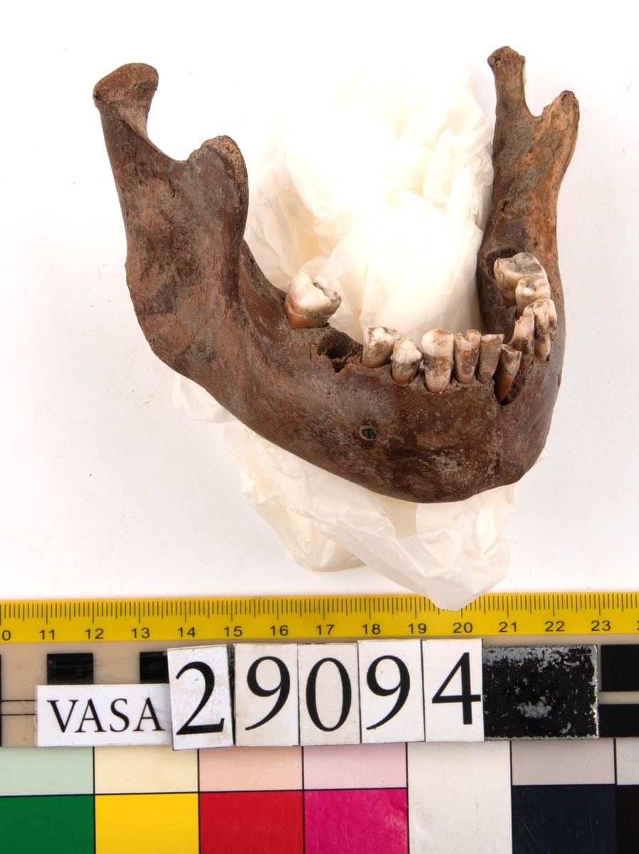Underkäke med 14 tänder. I gott skick.
Mandibula.