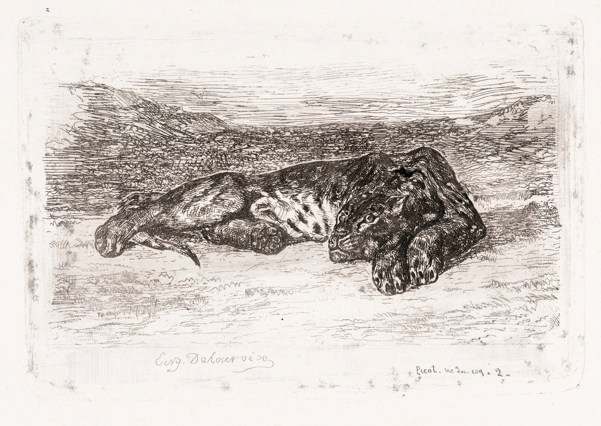 Tigre couché dans le desert [Grafikk]