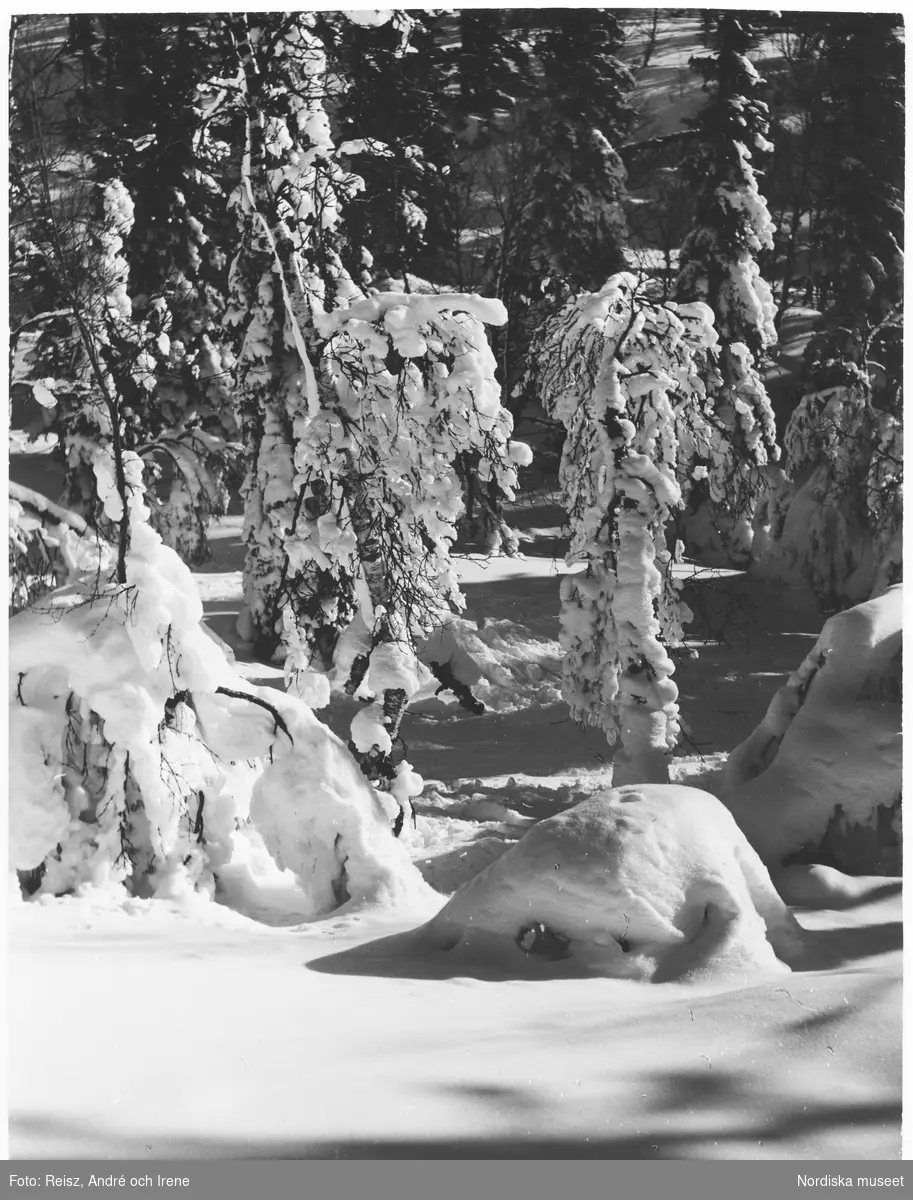 Jämtland. Snötyngd skog vid Ottsjön.