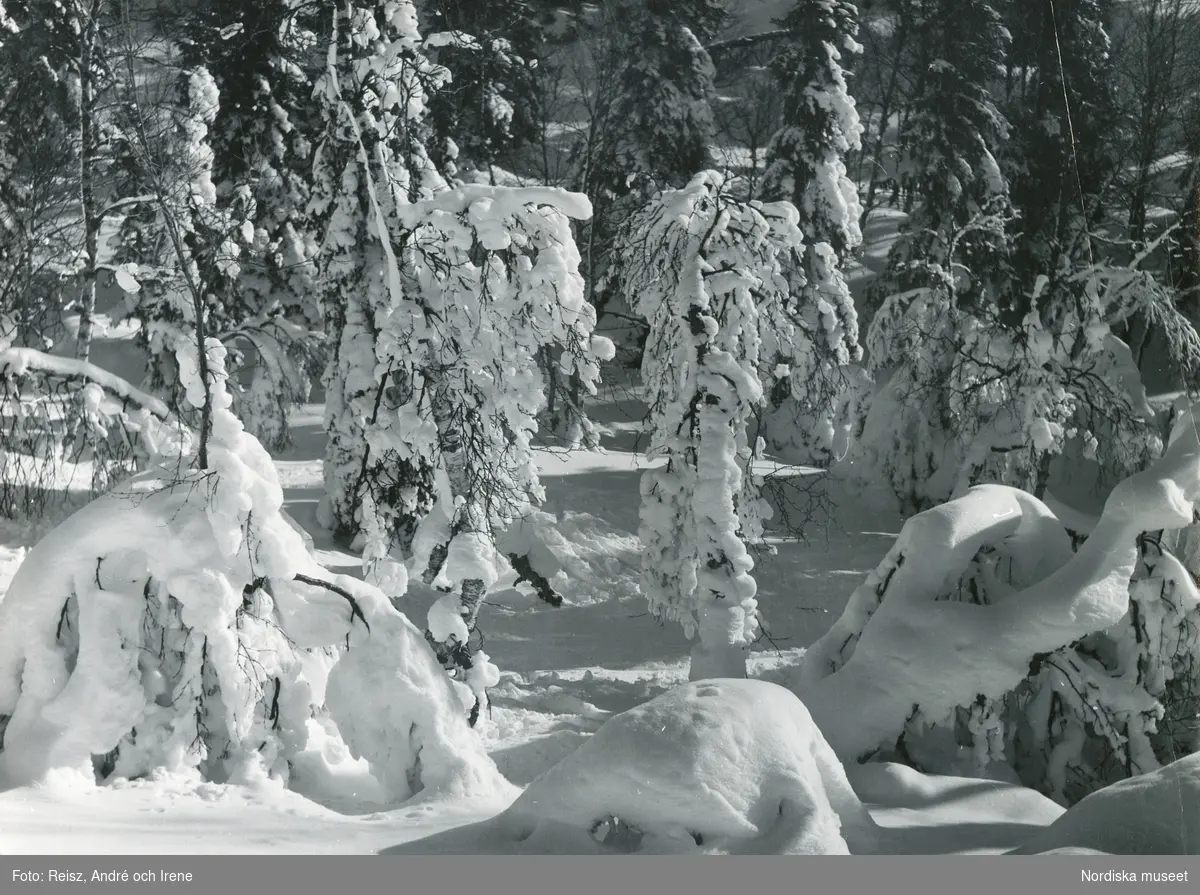 Jämtland. Snötyngd skog vid Ottsjön.