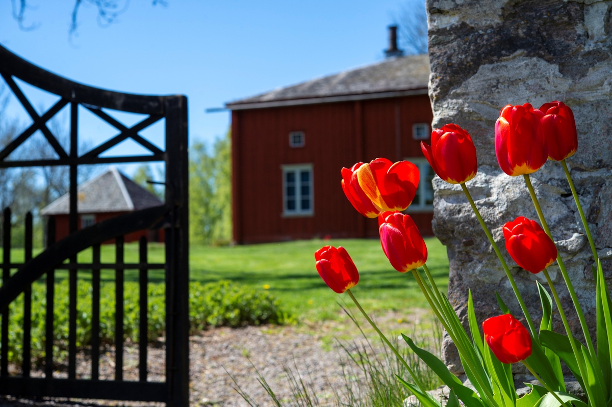 En vårdag på von Echstedtska gården i maj 2020. Äppelblom, Kungsängsliljor, nyklippt gräs och faluljusröda fasader.