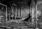 Fyra män i arbete i lada.
Fotografens ant:Stenborgs Trädskola.
Firman grundades i Västerås 1890 av Frans Johansson. År 1918 inköptes ett större jordområde i närheten av Karlstad dit rörelsen så småningom överflyttades.  Försäljningen bestod av alla slags vinterhärdiga växter och speciellt sådana som var anpassade för Norrland och Mellansverige.
Källa: Redaktör B. Wendel, Beskrivning äver Karlstad med omnejd, 1939.