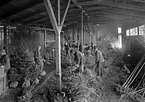 Män i arbete med trädplantor.
Fotografens ant:Stenborgs Trädskola.
Firman grundades i Västerås 1890 av Frans Johansson. År 1918 inköptes ett större jordområde i närheten av Karlstad dit rörelsen så småningom överflyttades.  Försäljningen bestod av alla slags vinterhärdiga växter och speciellt sådana som var anpassade för Norrland och Mellansverige.
Källa: Redaktör B. Wendel, Beskrivning äver Karlstad med omnejd, 1939.