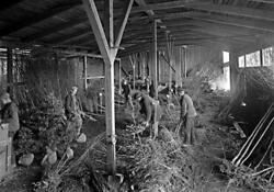 Män i arbete med trädplantor.
Fotografens ant:Stenborgs Träd
