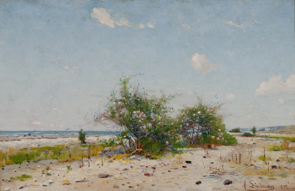 I förgrunden på en sandstrand i mitten rosenbuskar med blommor; i bakgrunden havet