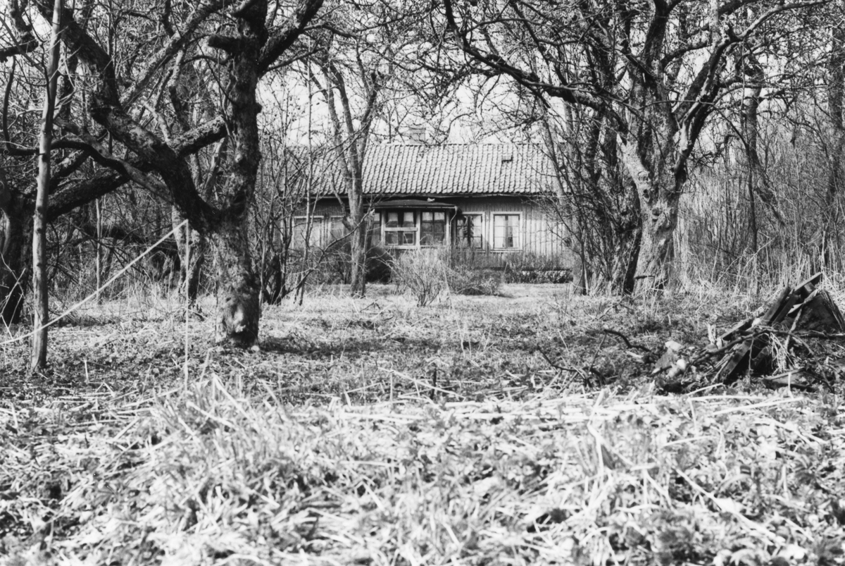 Guntofta 1:4, tidigare Börje Månsgård, bostadshuset sett från trädgården i söder. Verandadörren har bommats för. Huset är sammanbyggt med en länga i öster (gaveln skymtar till höger) där lanthandel bedrevs fram till 1957. Därefter beboddes gården av syskonen Hansson till 1981. 
Bild 2 visar mer av trädgården.
(Se även bildnr VMA10905_38_1-3)