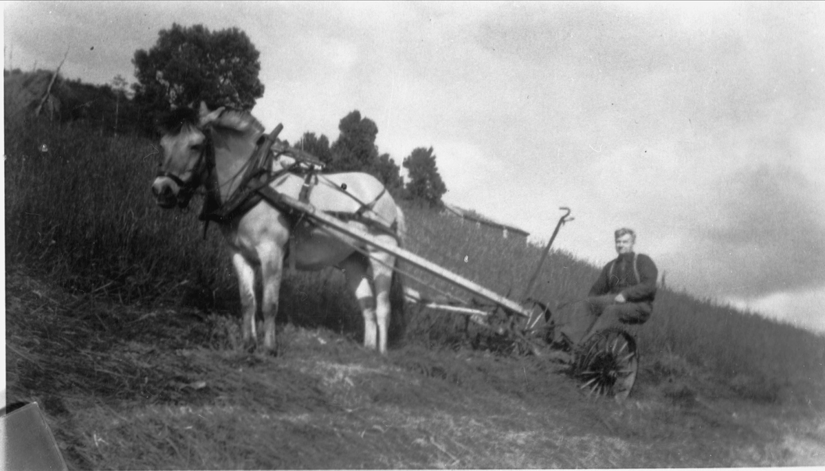 Jakob Nilsen med hest og slåmaskin på Vebostad.