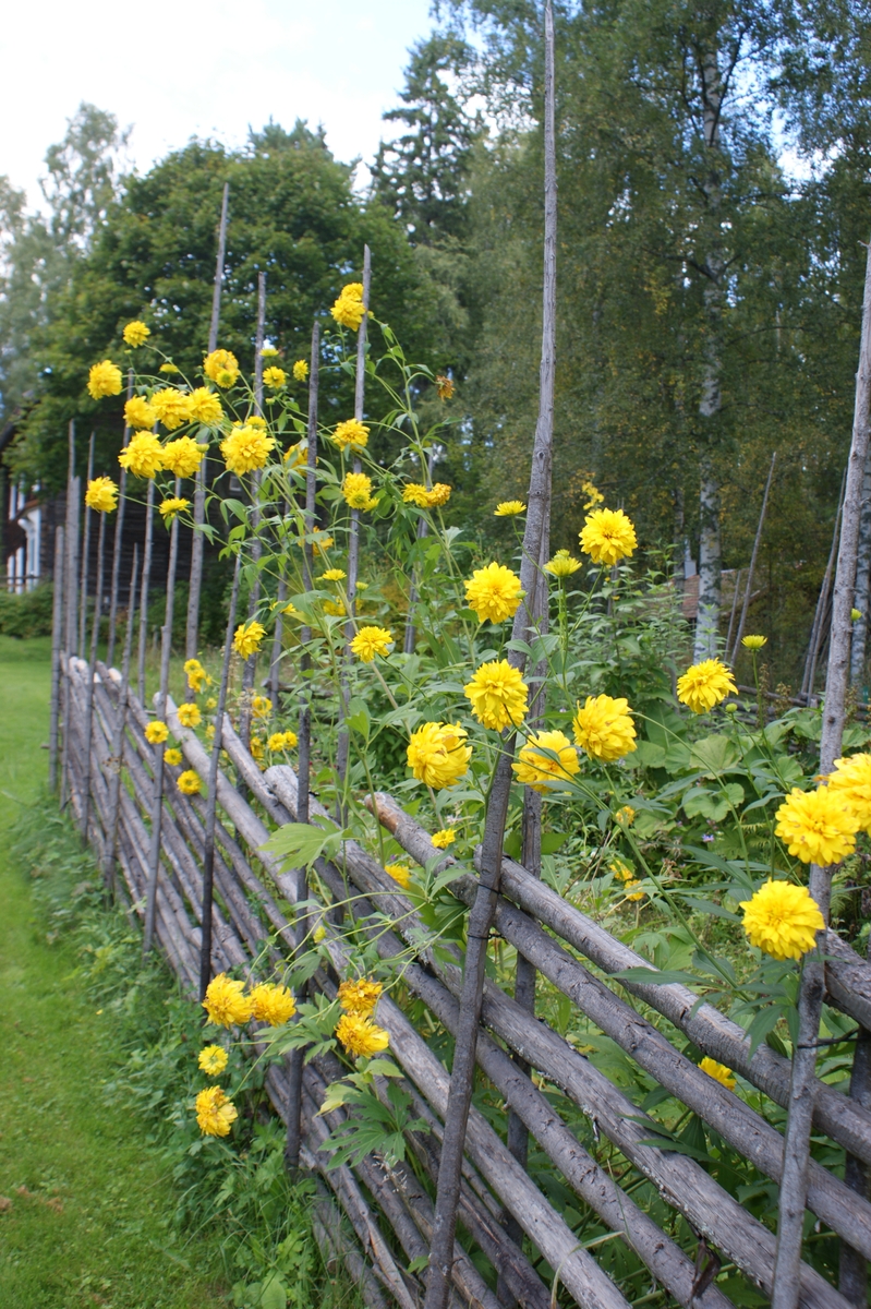 Fastighet