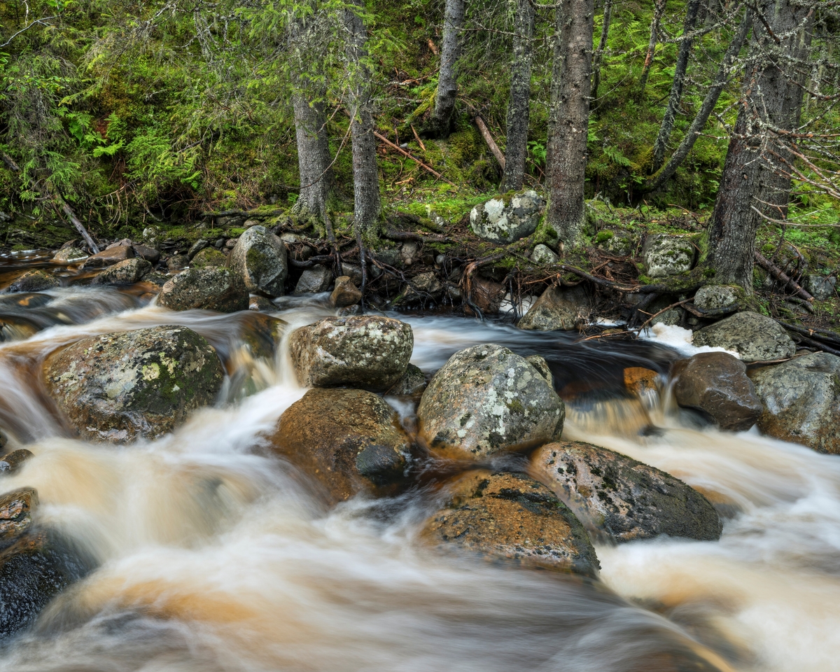 Jernåa, skogsbekk i Jernåa naturreservat. Reservatet ble opprettet den 25. januar 2013, og ligger i sin helhel i Åmot kommune.
Formålet med opprettelsen av Jernåa naturreservat var å bevare et noenlunde intakt bekkekløftmiljø med gammel fuktig granskog og med alt av tilhørende plante-, sopp- og dyreliv. Det er et betydelig areal med høystaudeskog innenfor reservatet, og reservatet inneholder flere sjeldne og truede karplanter, lav- og sopparter.