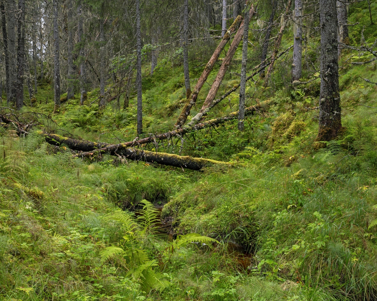 Skogsinteriør i gammel granskog. Fra Dølaelva naturreservat, Namsos, Trøndelag. Boreal regnskog som ble vernet i 1992. Her finnes flere sjeldne og utryddingstruede lavarter. Naturtypen finnes kun i kyststrøkene i Trøndelag og sør i Nordland og er internasjonalt truet.