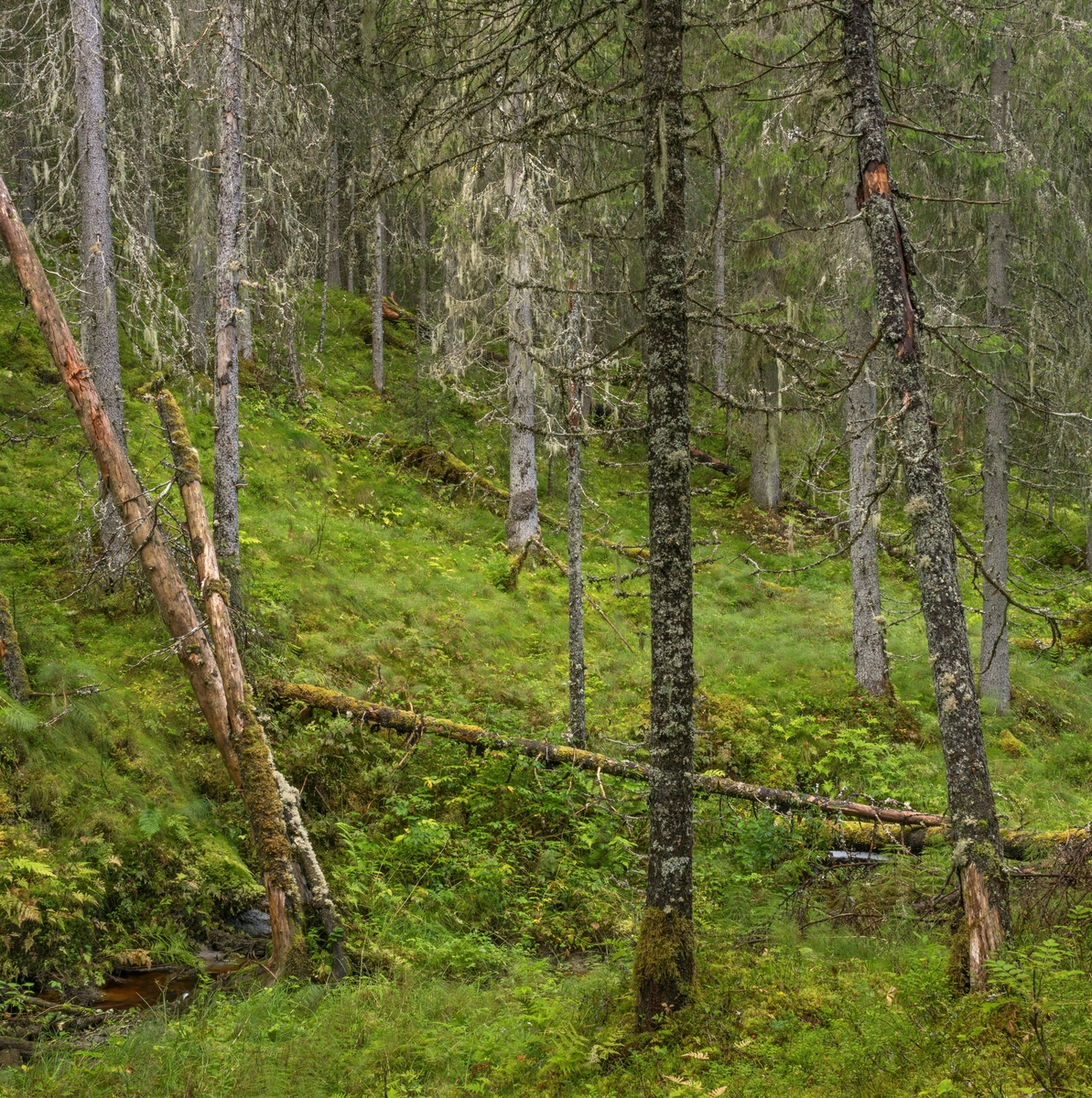 Skogsinteriør i gammel granskog. Fra Dølaelva naturreservat, Namsos, Trøndelag. Boreal regnskog som ble vernet i 1992. Her finnes flere sjeldne og utryddingstruede lavarter. Naturtypen finnes kun i kyststrøkene i Trøndelag og sør i Nordland og er internasjonalt truet.