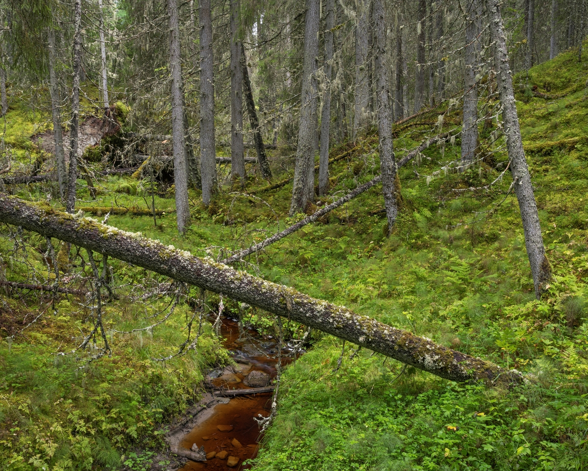 Skogsinteriør i gammel granskog. Fra Dølaelva naturreservat, Namsos, Trøndelag. Boreal regnskog som ble vernet i 1992. Her finnes flere sjeldne og utryddingstruede lavarter. Naturtypen finnes kun i kyststrøkene i Trøndelag og sør i Nordland og er internasjonalt truet.