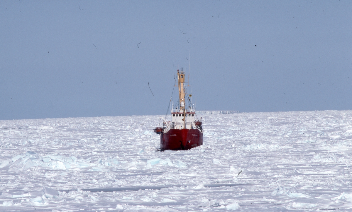 Oljesølseksperiment 100 nm nordøst av Bjørnøya, her Polarsyssel i isen
