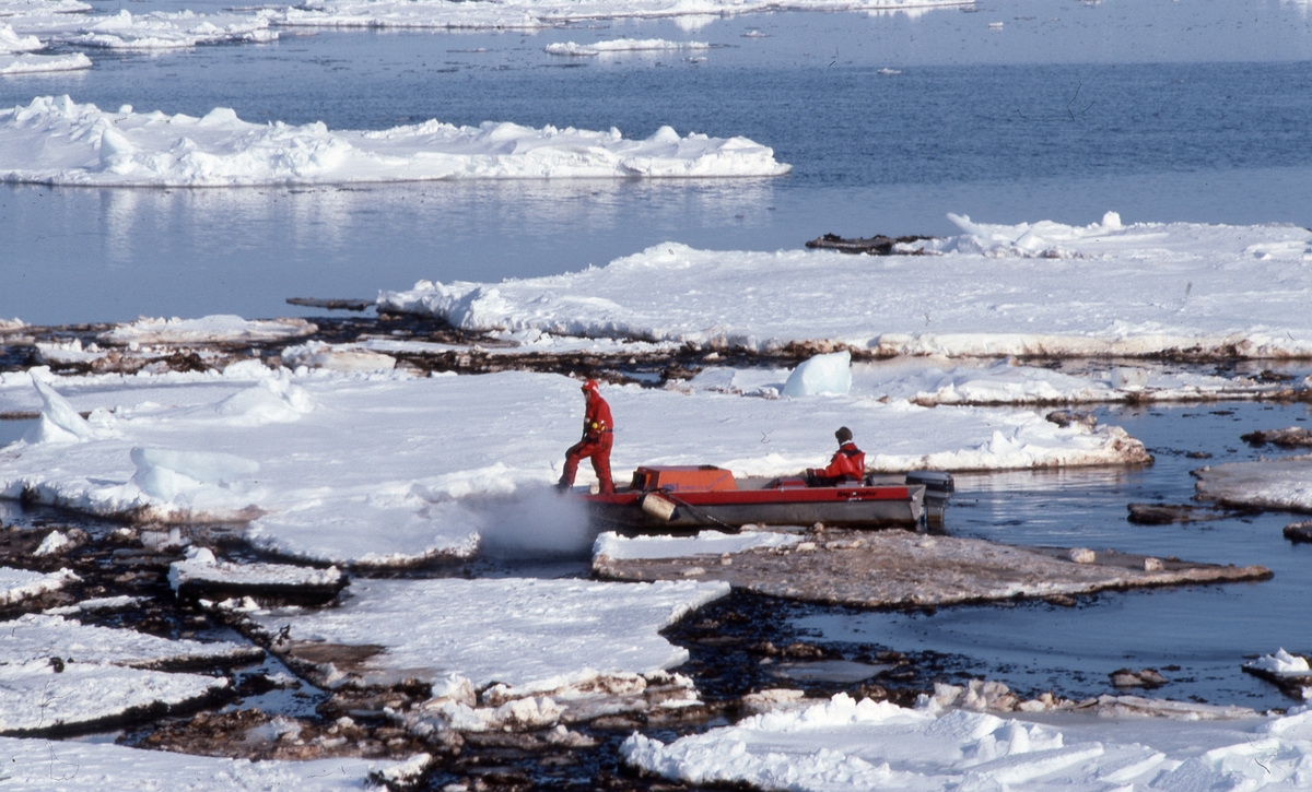 Oljesølseksperiment 100 nm nordøst av Bjørnøya, her er råoljen synlig mellom flakene.
