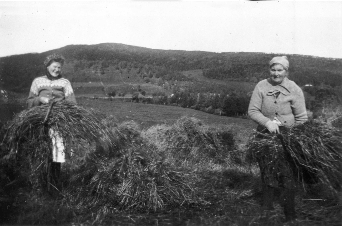 To kvinner arbeider med å høste korn i Ervik.