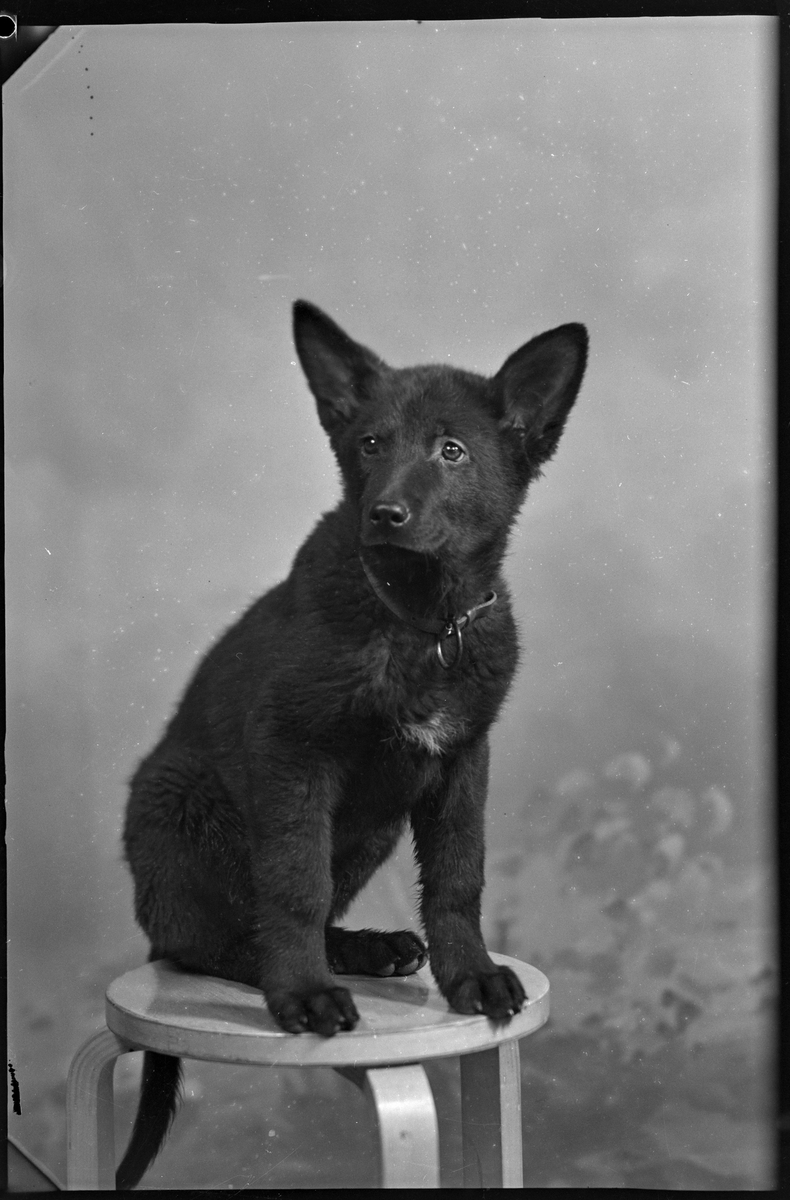 Portrett av en hund