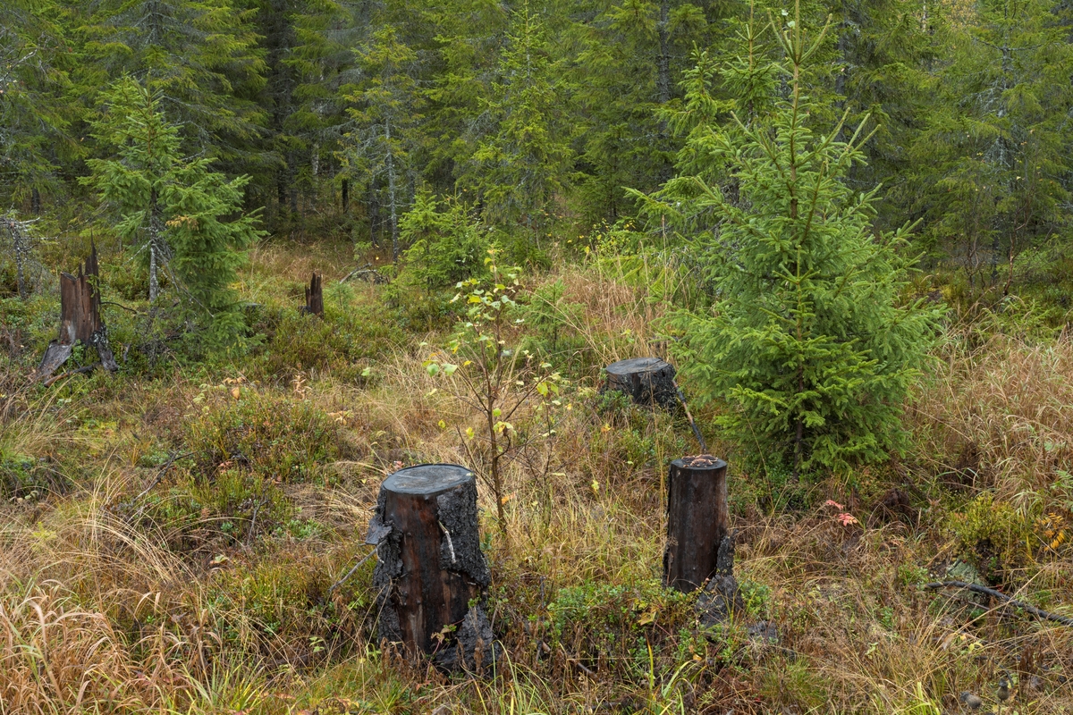 Stubber og vegetasjon på ei lita hogstflate i Høljedalen, Trysil, Innlandet.