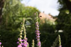 Urtehagen på Norsk Farmasihistorisk Museum.