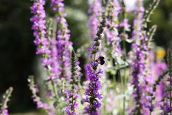 Urtehagen på Norsk Farmasihistorisk Museum.