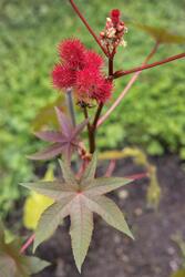 Urtehagen på Norsk Farmasihistorisk Museum.