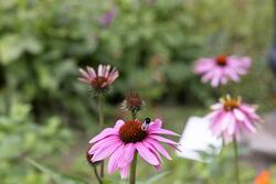 Urtehagen på Norsk Farmasihistorisk Museum.