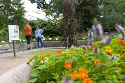 Urtehagen på Norsk Farmasihistorisk Museum.