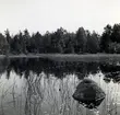 Nät utlagt i Djurvik i Arvesjön för fångst av abborre och mört.