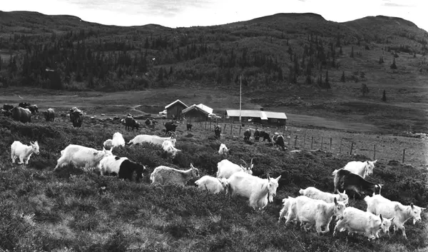 Arven etter seterbruk i Gausdal Vestfjell