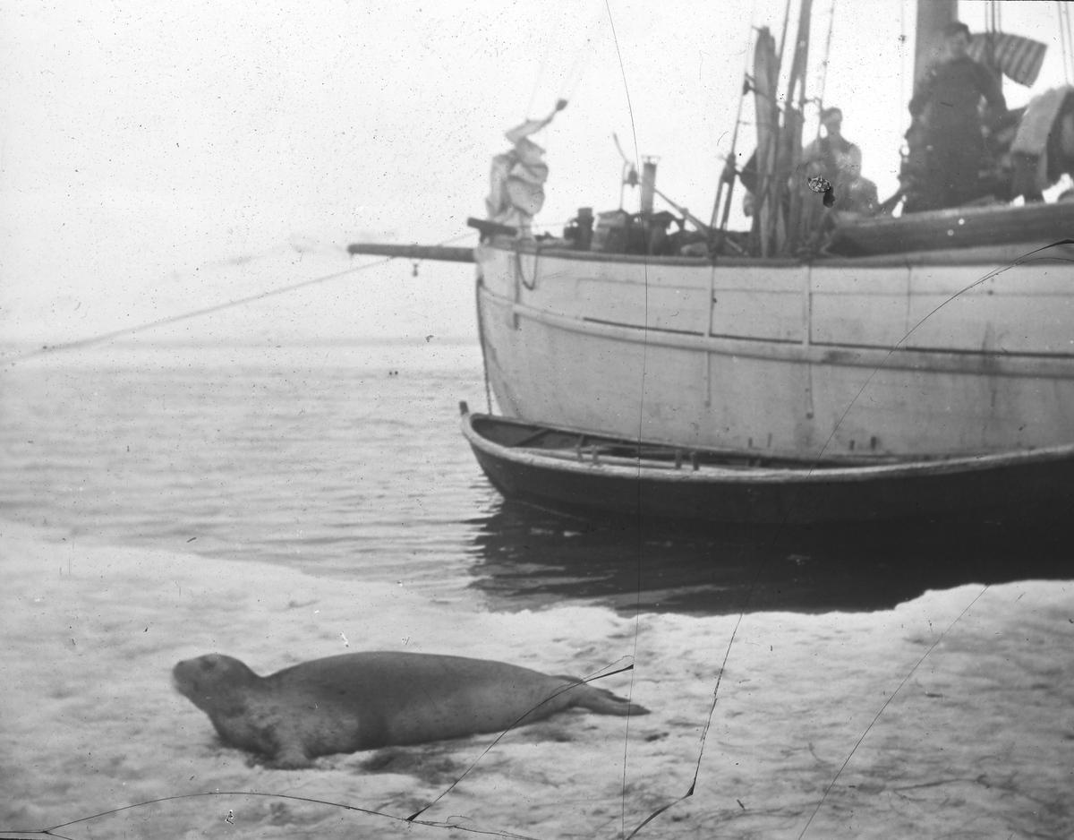 Green Harbour Seilskute Seilskip Sel Kobbe Tekst med bildet: 1912. Snadd på isen ved Onsø. G. Harbour.