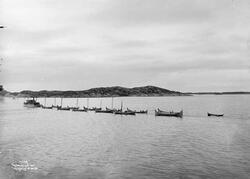 Prot: Genere Fembøringer slepes til Marked