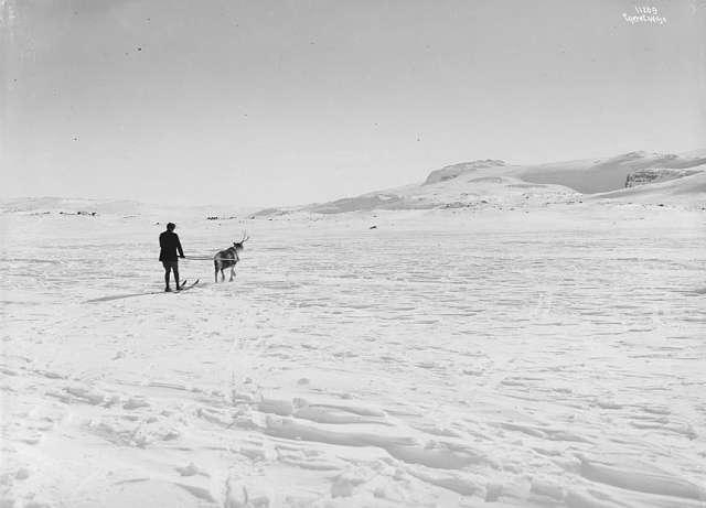 Prot: Finse Snørekjøring med Ren