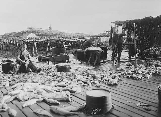 Prot: Røst  Fisken skjæres op