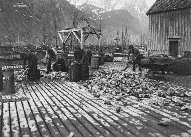 Prot: Fisken sløies