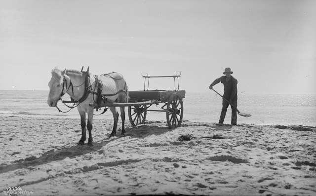 Prot: Skagen Strandparti